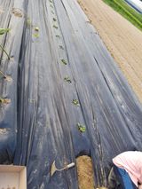 팜모닝 배추·영농일지 게시글 이미지