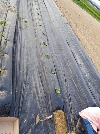 강희상님의 배추 · 영농일지 작성글 사진