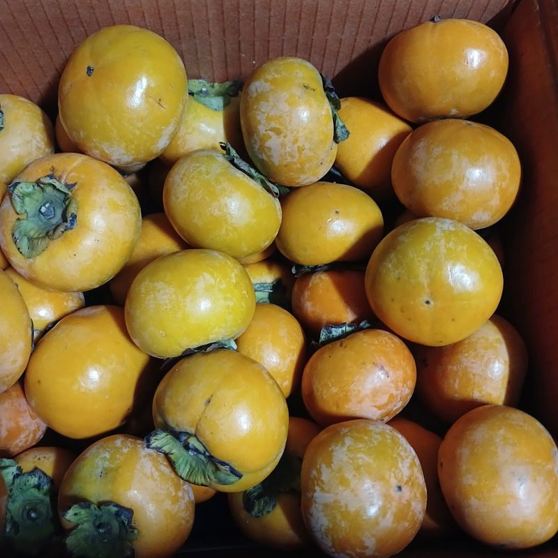 장터 상품 [단감 10키로] 썸네일