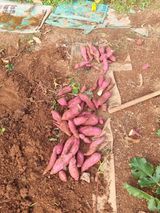 팜모닝 고구마·자유게시판 게시글 이미지