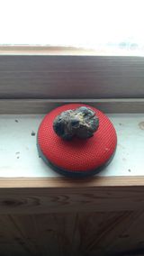 팜모닝 버섯·시세•판로 게시글 이미지