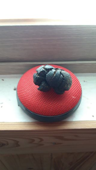 김일용님의 버섯 · 시세•판로 작성글 사진