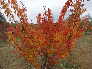 철남 김희곤님의 11월 내 작물 자랑하기 · 참여글 작성글 사진