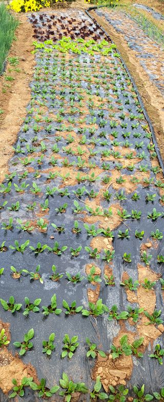 은태농님의 11월 내 작물 자랑하기 · 참여글 작성글 사진