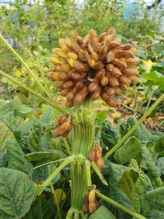 이동준님의 11월 내 작물 자랑하기 · 참여글 작성글 사진