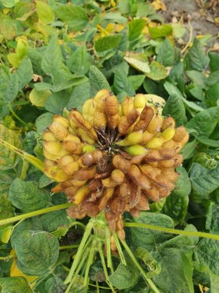 이동준님의 11월 내 작물 자랑하기 · 참여글 작성글 사진