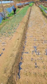 팜모닝 마늘·일상 게시글 이미지