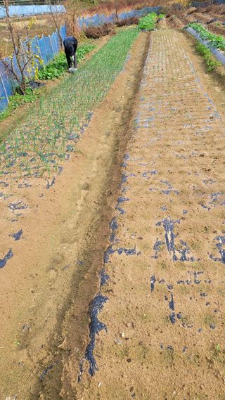 하늘소님의 마늘 · 일상 작성글 사진