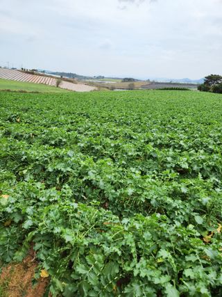 김저팔계님의 기타작물 · 영농일지 작성글 사진