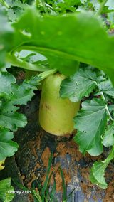 팜모닝 마늘·파종작업 게시글 이미지