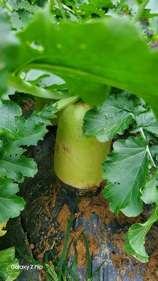 농업인님의 마늘 · 파종작업 작성글 사진