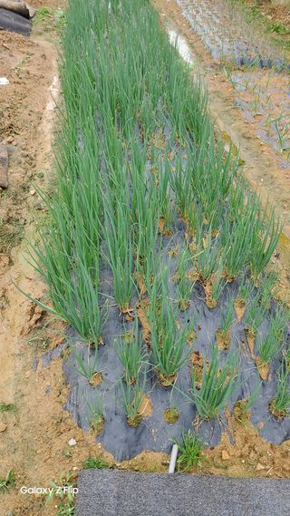 농업인님의 마늘 · 파종작업 작성글 사진