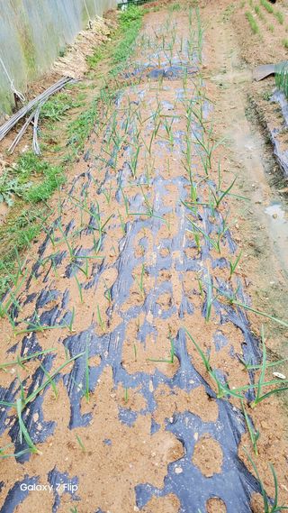 농업인님의 마늘 · 파종작업 작성글 사진