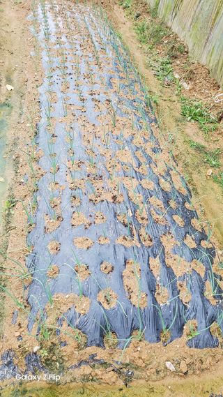 농업인님의 마늘 · 파종작업 작성글 사진