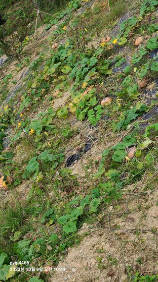 농꾼님의 11월 내 작물 자랑하기 · 참여글 작성글 사진