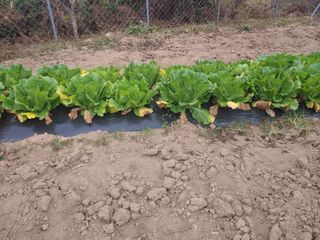 _고성농장님의 배추 · 병해충상담 작성글 사진