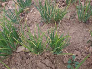 _고성농장님의 배추 · 병해충상담 작성글 사진