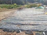 팜모닝 양파·자유게시판 게시글 이미지