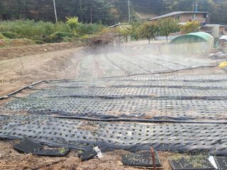 푸른눈늑대님의 양파 · 자유게시판 작성글 사진