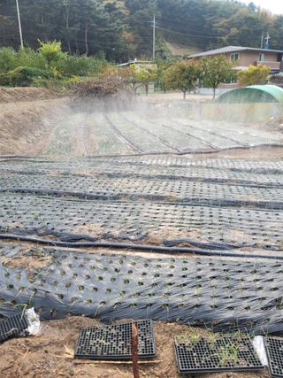 푸른눈늑대님의 양파 · 자유게시판 작성글 사진