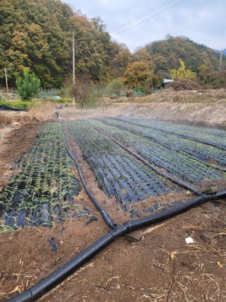 푸른눈늑대님의 양파 · 자유게시판 작성글 사진