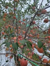 팜모닝 11월 내 작물 자랑하기·참여글 게시글 이미지