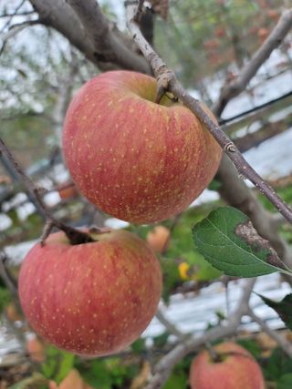 은경사과농원님의 11월 내 작물 자랑하기 · 참여글 작성글 사진