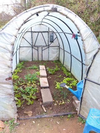 낙엽교목류14371님의 양배추 · 영농일지 작성글 사진