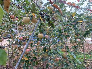 이용석님의 11월 내 작물 자랑하기 · 참여글 작성글 사진