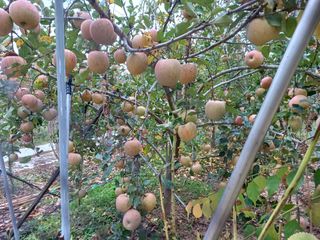 이용석님의 11월 내 작물 자랑하기 · 참여글 작성글 사진