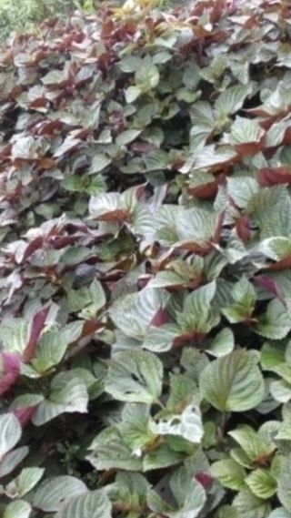 방촌대장님의 작성글 사진