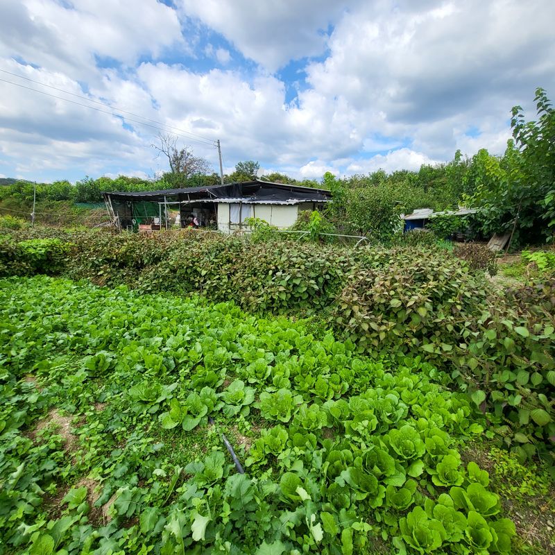 방촌대장님의 장터 판매 상품 [차조기 (자소엽)씨앗1되900g] 첨부 사진