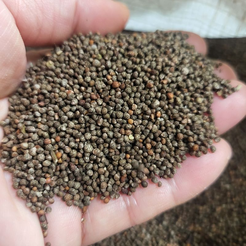 방촌대장님의 장터 판매 상품 [차조기 (자소엽)씨앗1되900g] 첨부 사진