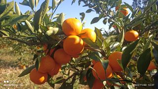 자연재님의 11월 내 작물 자랑하기 · 참여글 작성글 사진