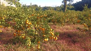 자연재님의 11월 내 작물 자랑하기 · 참여글 작성글 사진