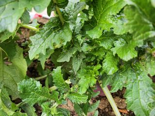 together님의 11월 내 작물 자랑하기 · 참여글 작성글 사진