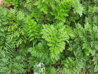 together님의 11월 내 작물 자랑하기 · 참여글 작성글 사진