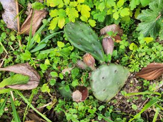 together님의 11월 내 작물 자랑하기 · 참여글 작성글 사진