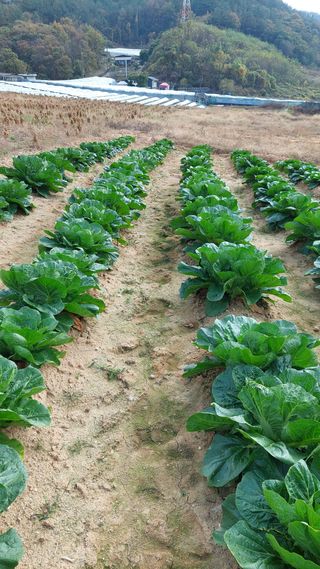 박진하님의 11월 내 작물 자랑하기 · 참여글 작성글 사진