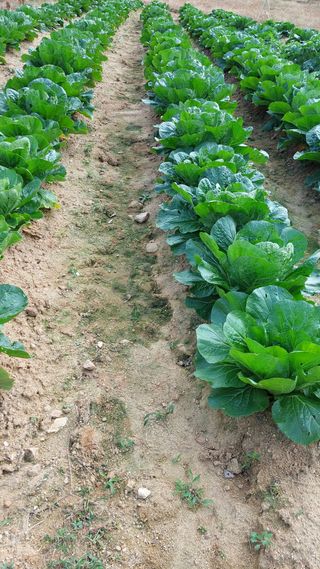 박진하님의 11월 내 작물 자랑하기 · 참여글 작성글 사진