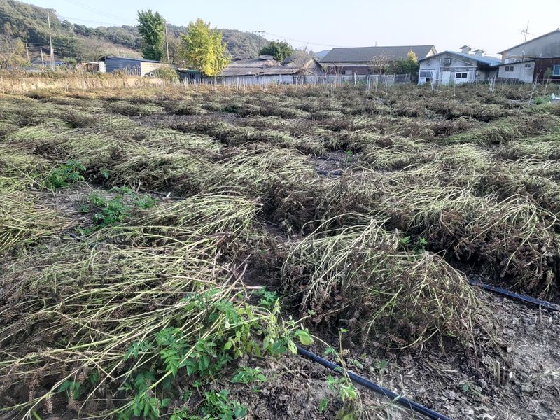 장터 상품 [들깨] 썸네일