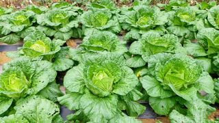 소학도토리님의 배추 · 결구기 농작업 작성글 사진