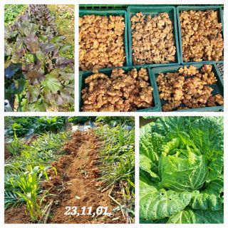 소학도토리님의 배추 · 결구기 농작업 작성글 사진