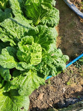 조정권님의 11월 내 작물 자랑하기 · 참여글 작성글 사진