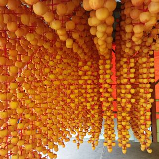 박수연님의 감 · 자유게시판 작성글 사진