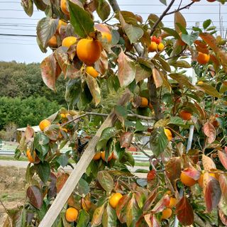박수연님의 감 · 자유게시판 작성글 사진