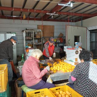 박수연님의 감 · 자유게시판 작성글 사진