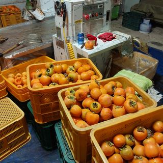 박수연님의 감 · 자유게시판 작성글 사진