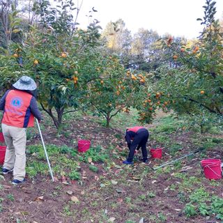 박수연님의 감 · 자유게시판 작성글 사진