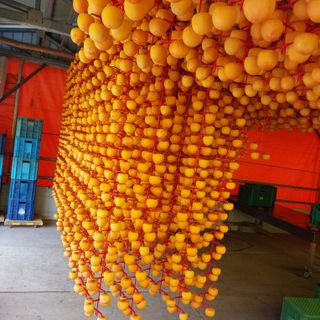 박수연님의 감 · 자유게시판 작성글 사진